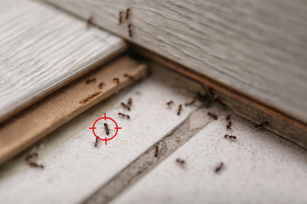 Flea Control Services in Lockney, TX